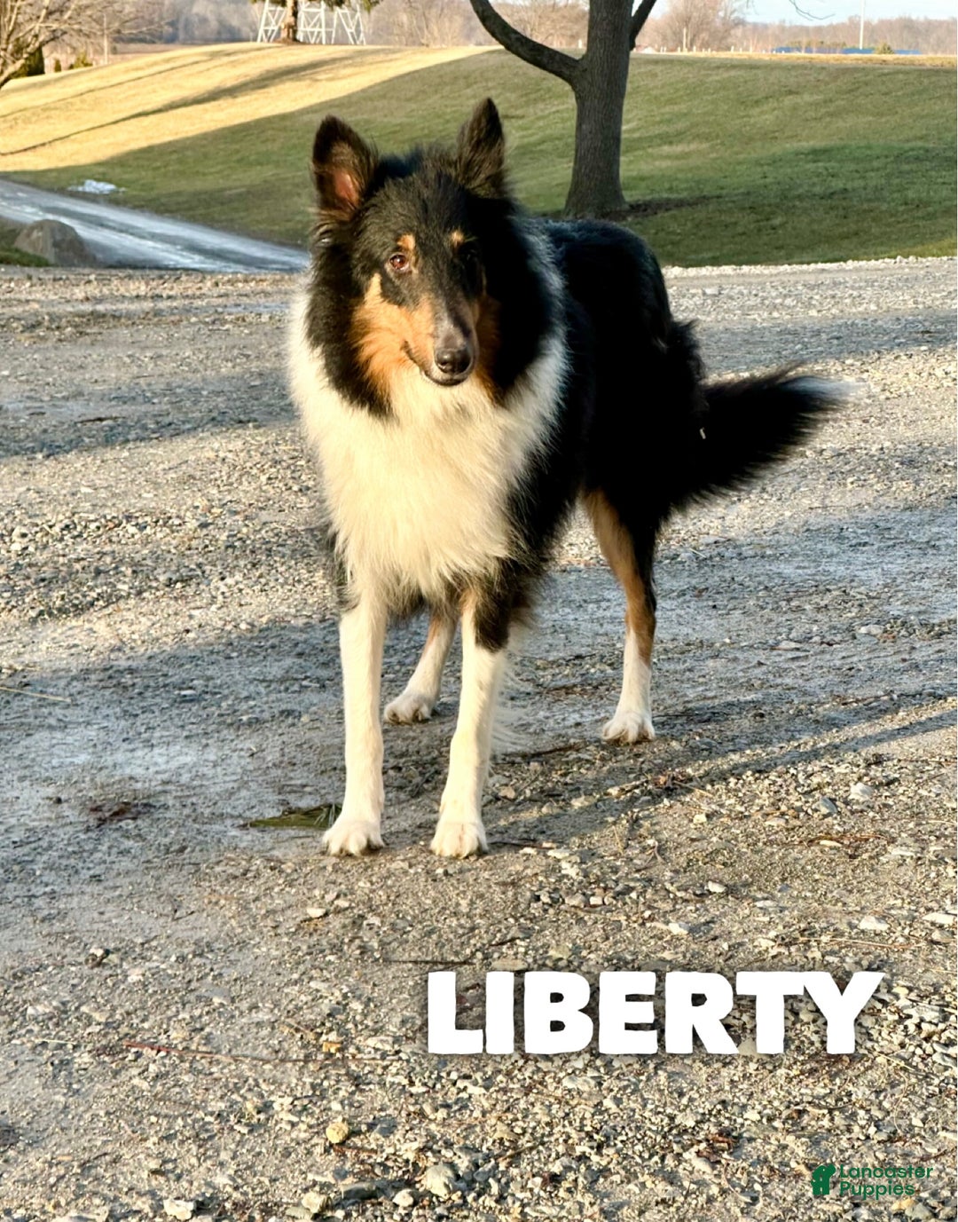 Mixed Breed dogs for sale: Leo - Ad 2