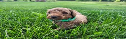 Standard Poodle dogs for sale: Bruce  - Ad 9