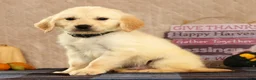 Golden Retriever dogs for sale: Glen - Ad 3