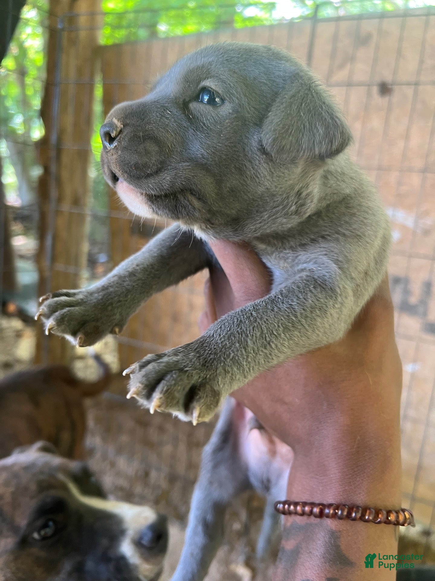 American Pit Bull Terrier dogs American Pit Bull Terrier 1 - Ad 8