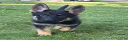 German Shepherd dogs for sale: Lilo - Ad 3