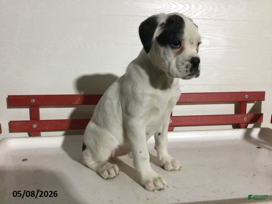 Boxer dogs Ruthie - Ad 1