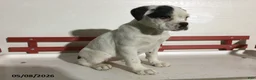 Boxer dogs for sale: Ruthie - Ad 1