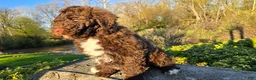 Portuguese Water Dog dogs for sale: Flash - Ad 10