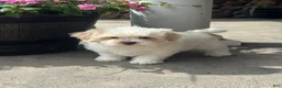 Teddy Bear dogs for sale: Jasmine  - Ad 5