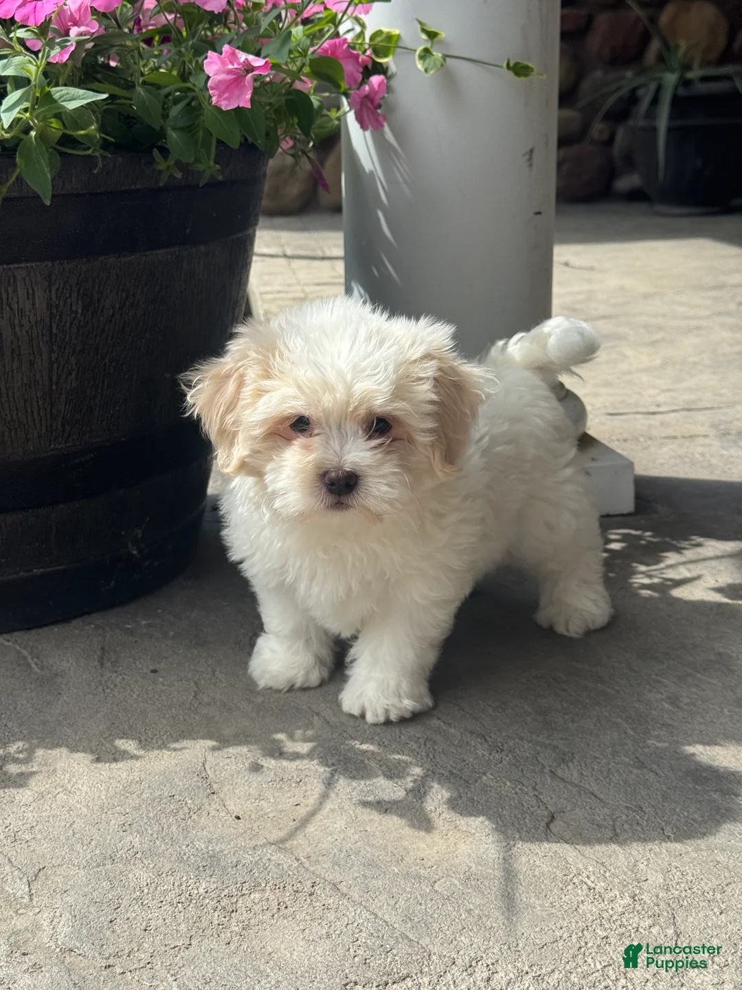 Teddy Bear dogs for sale: Jasmine  - Ad 5