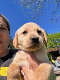 Labrador Retriever dogs Pink Collar Female - Ad 34