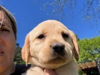 Labrador Retriever dogs Pink Collar Female - Ad 22