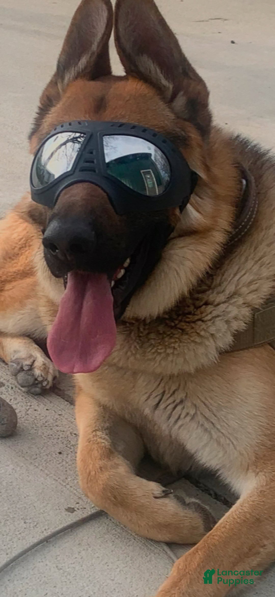 German Shepherd dogs for stud: Riley - Ad 2