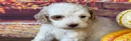 Cockapoo dogs for sale: Channel - Ad 3