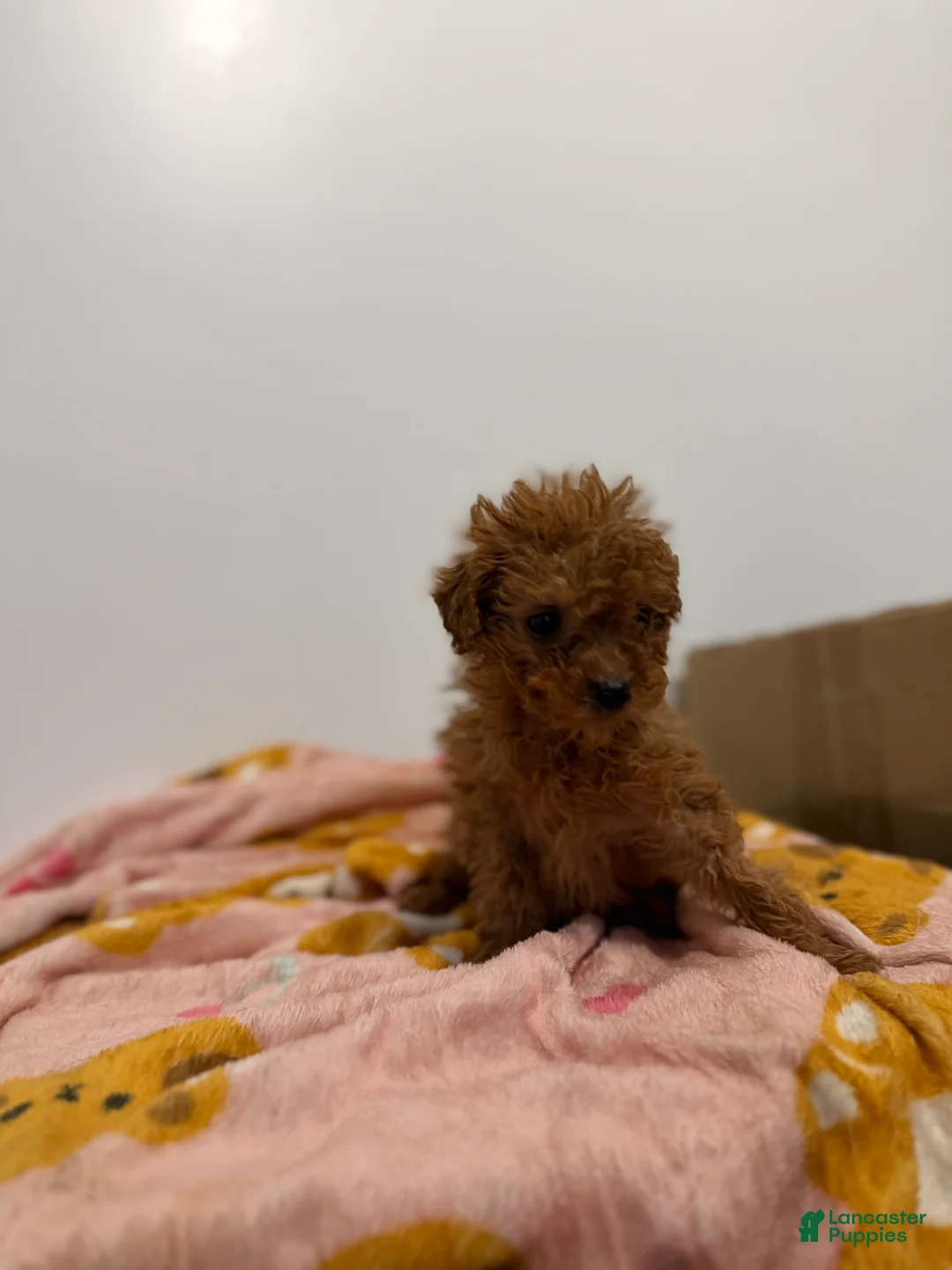 Toy Poodle dogs for sale: Teacup rex  - Ad 1