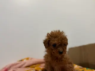Toy Poodle dogs Teacup rex - Ad 23