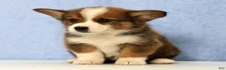 Mixed Breed dogs for sale: Dandy - Ad 4