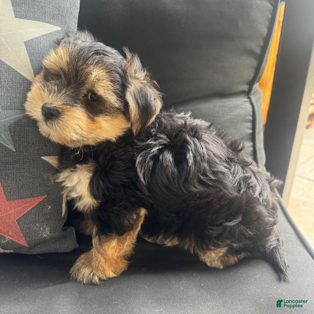 Morkie dogs for sale: Louis - Ad 2