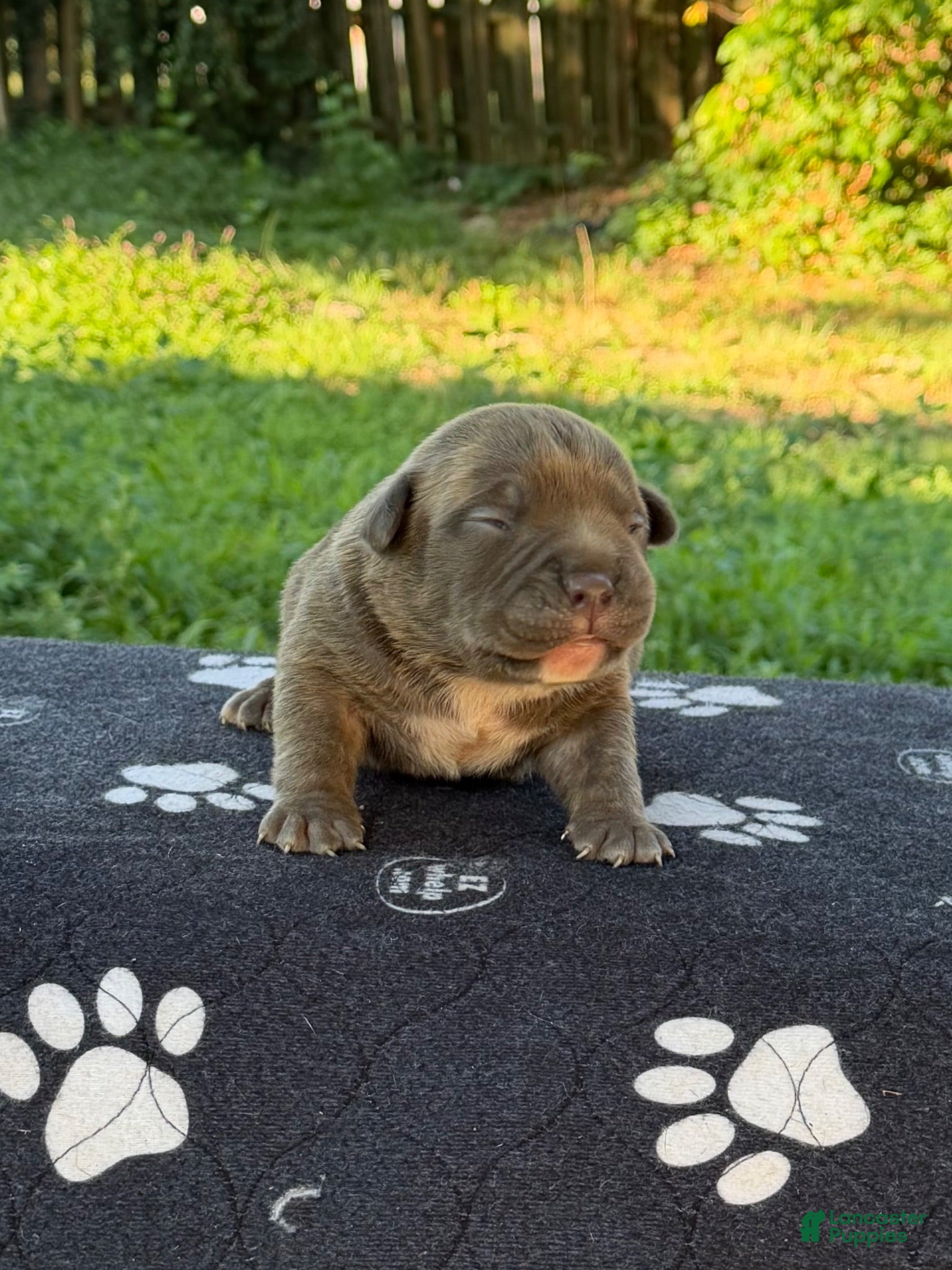 American Bully dogs XL American Bully 1 - Ad 8