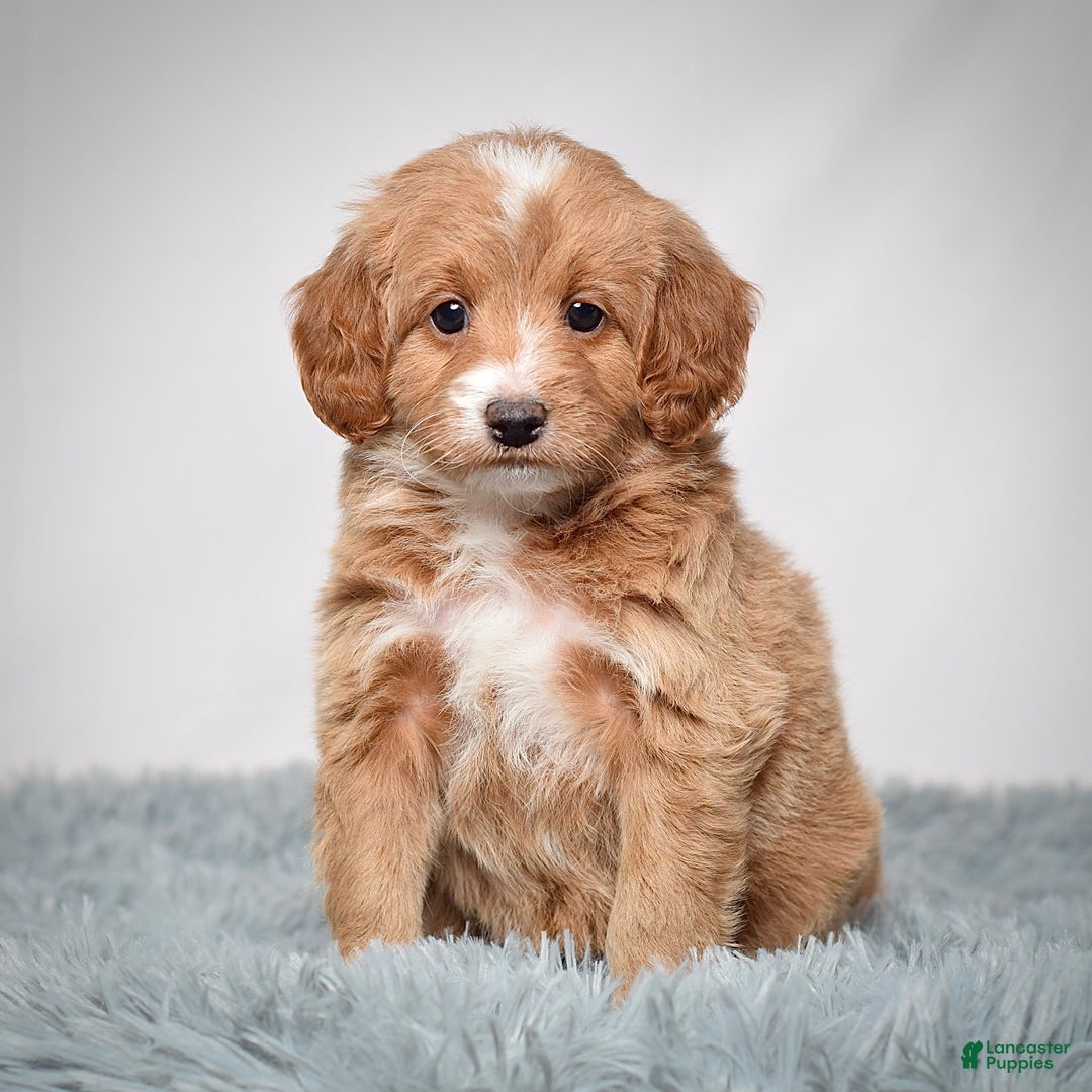 Mini Goldendoodle dogs for sale: Ms. Penelope - Ad 5