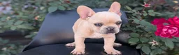 French Bulldog dogs for sale: Xavier - Ad 7