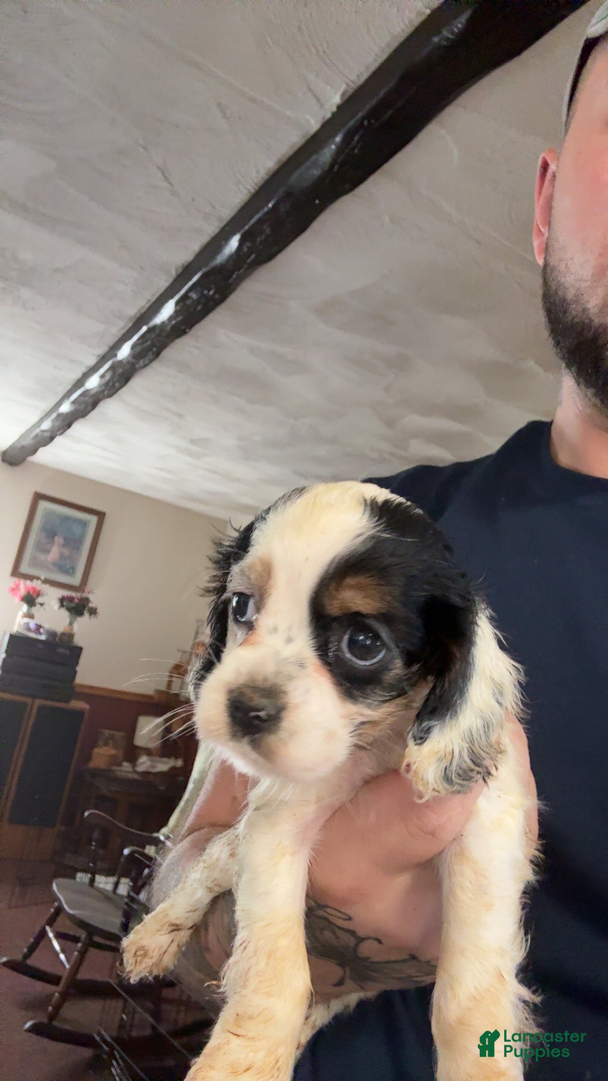 Cocker Spaniel dogs Diana  - Ad 42