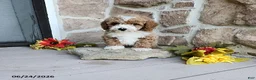 Mini Goldendoodle dogs for sale: Rocky - Ad 2