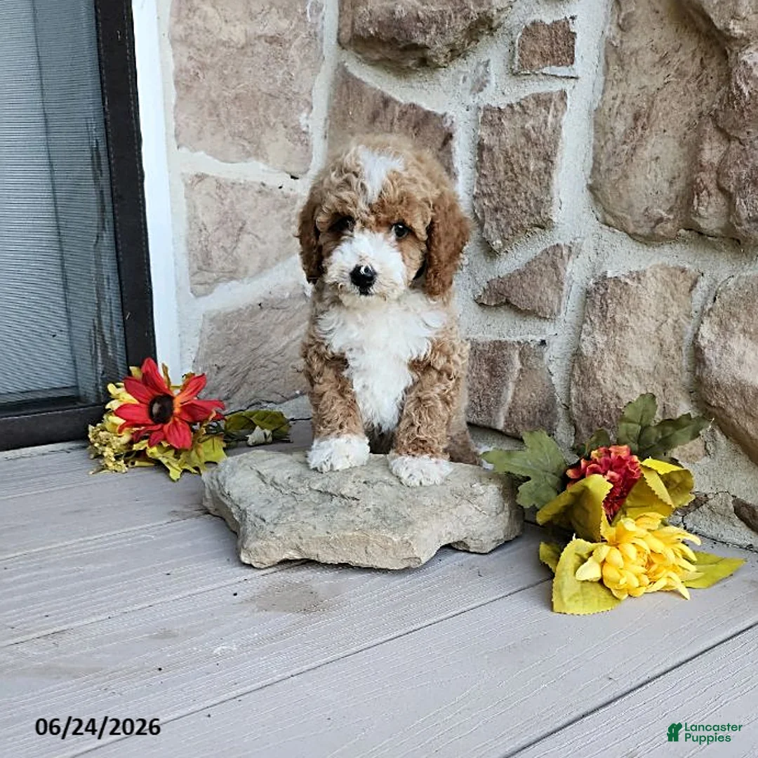 Mini Goldendoodle dogs for sale: Rocky - Ad 2