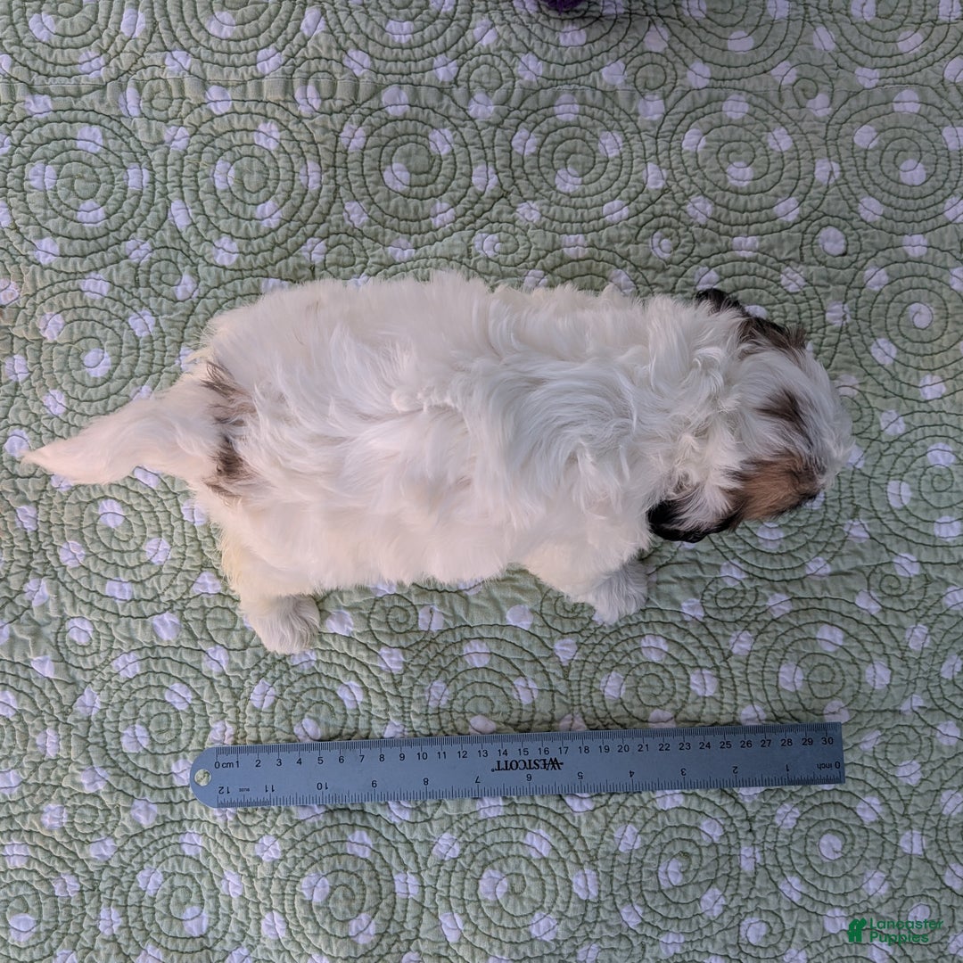 Teddy Bear dogs for sale: Cotton Ball - Ad 6