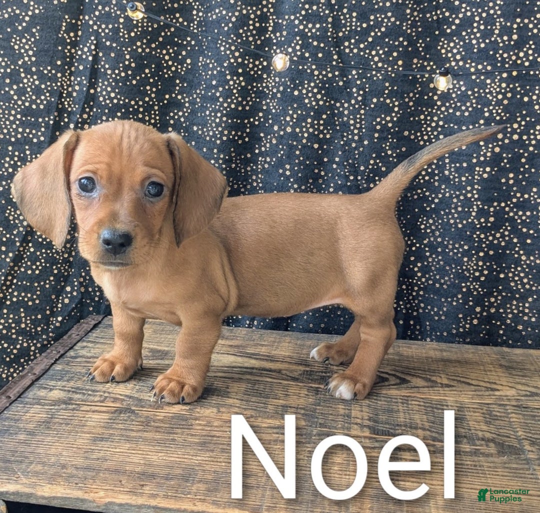Dachshund dogs for sale: Noel - Ad 7