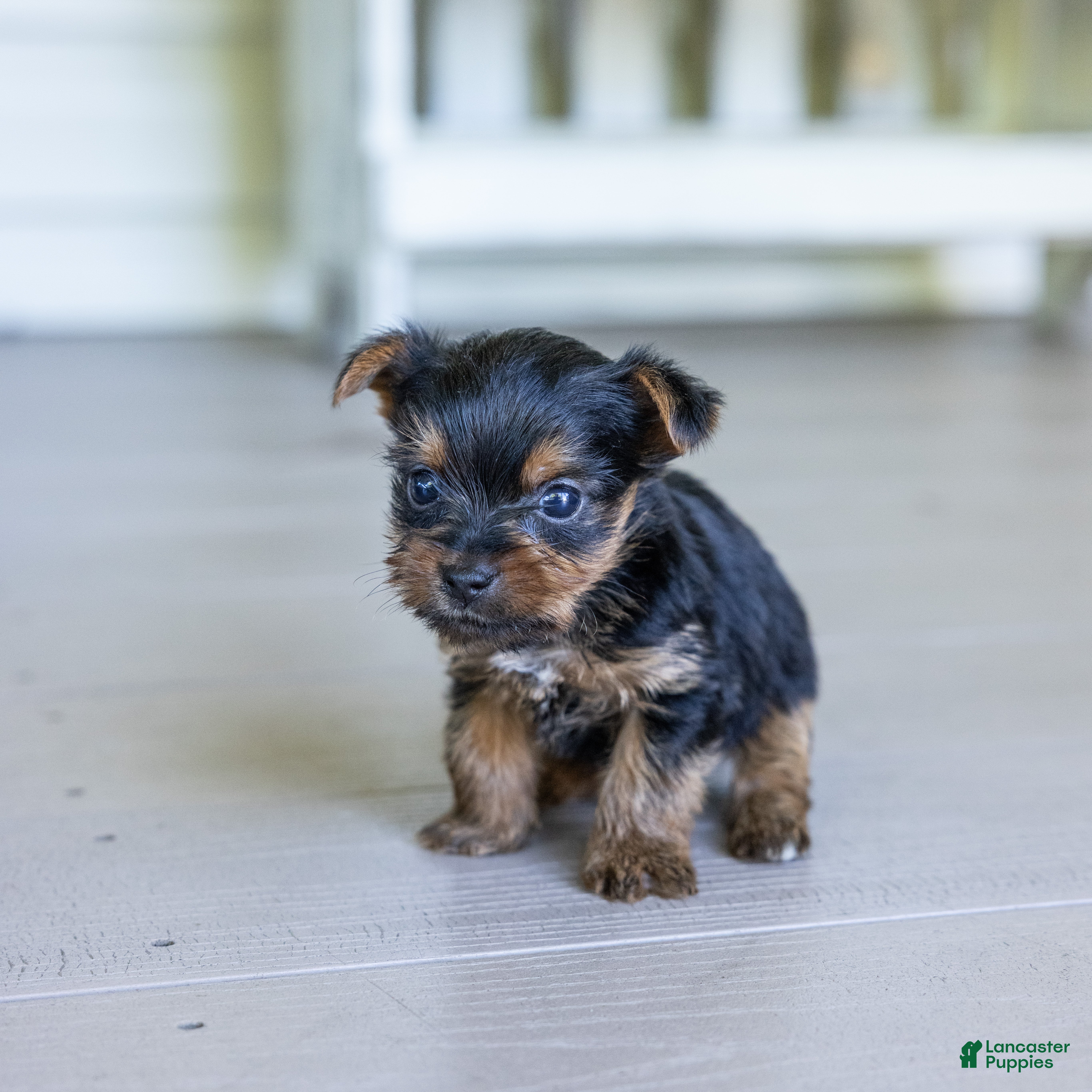 Yorkshire Terrier dogs Roger (Teacup) - Ad 2