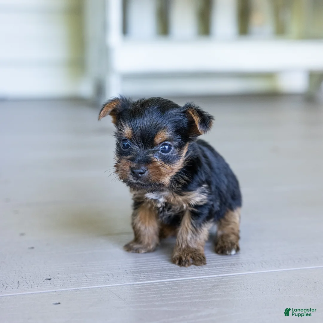 Yorkshire Terrier dogs for sale: Roger (Teacup) - Ad 2