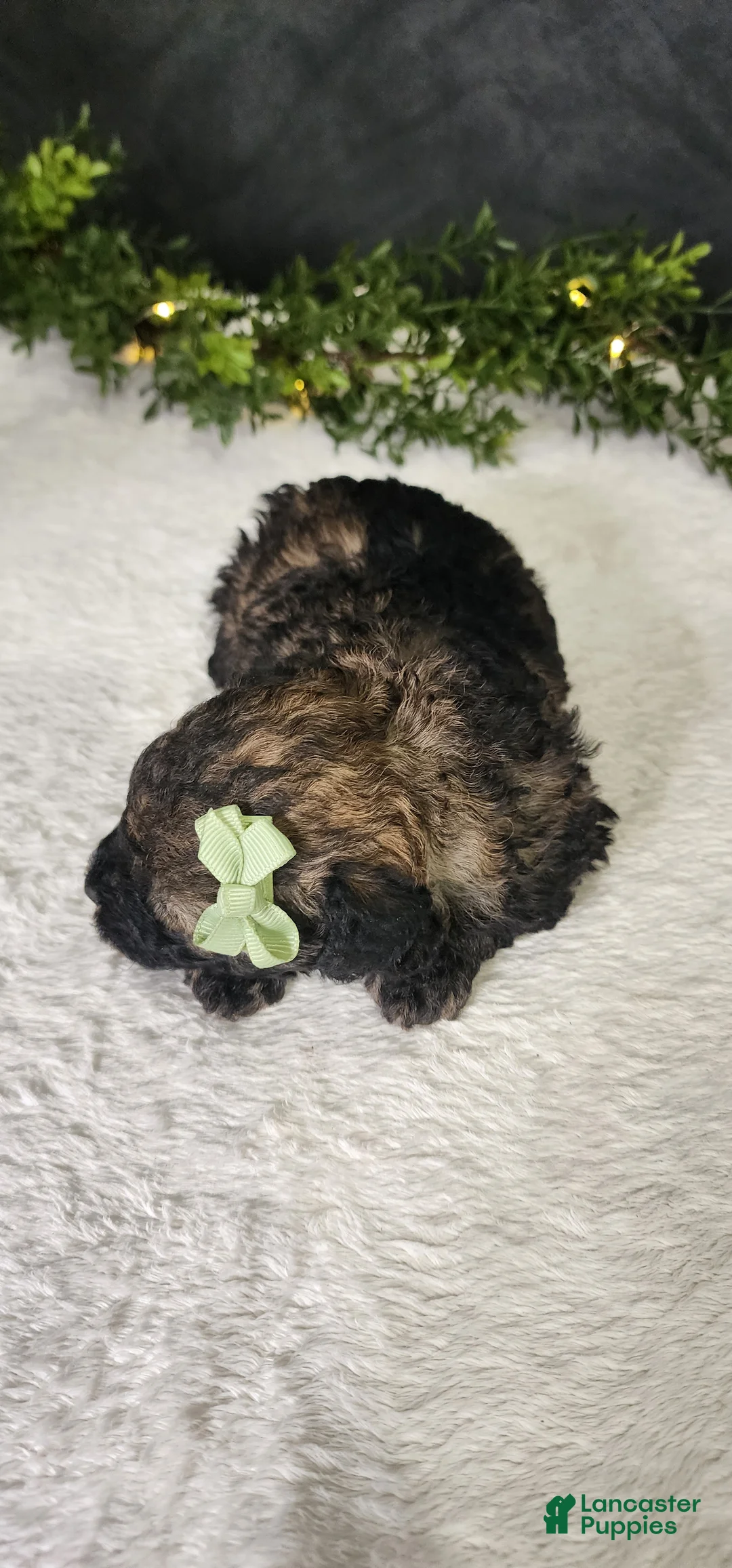Miniature Poodle dogs for sale: Oliver  - Ad 3