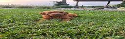 Mini Goldendoodle dogs for sale: Millie - Ad 4