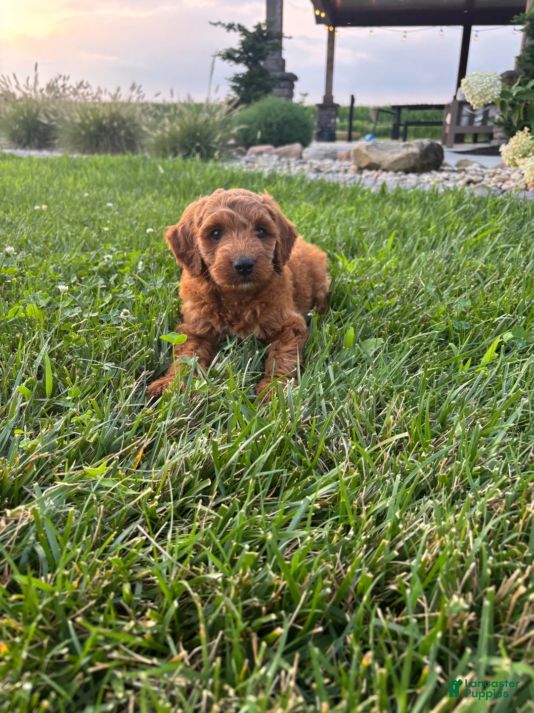 Mini Goldendoodle dogs for sale: Millie - Ad 4