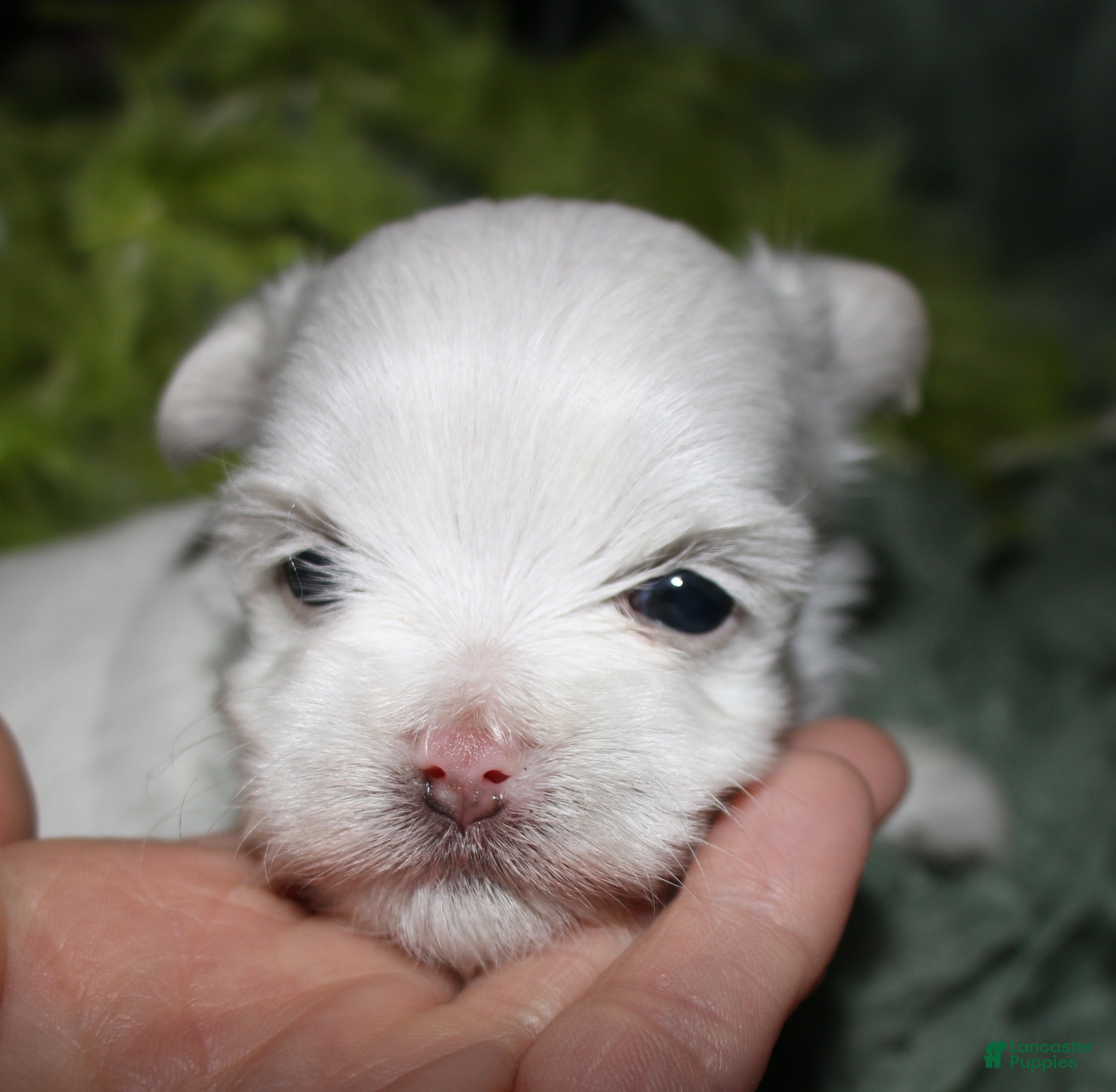 Maltese dogs for sale: Chester - Ad 5