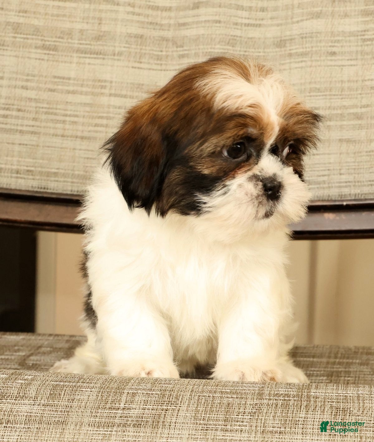 Malshi dogs for sale: Macey - Ad 9