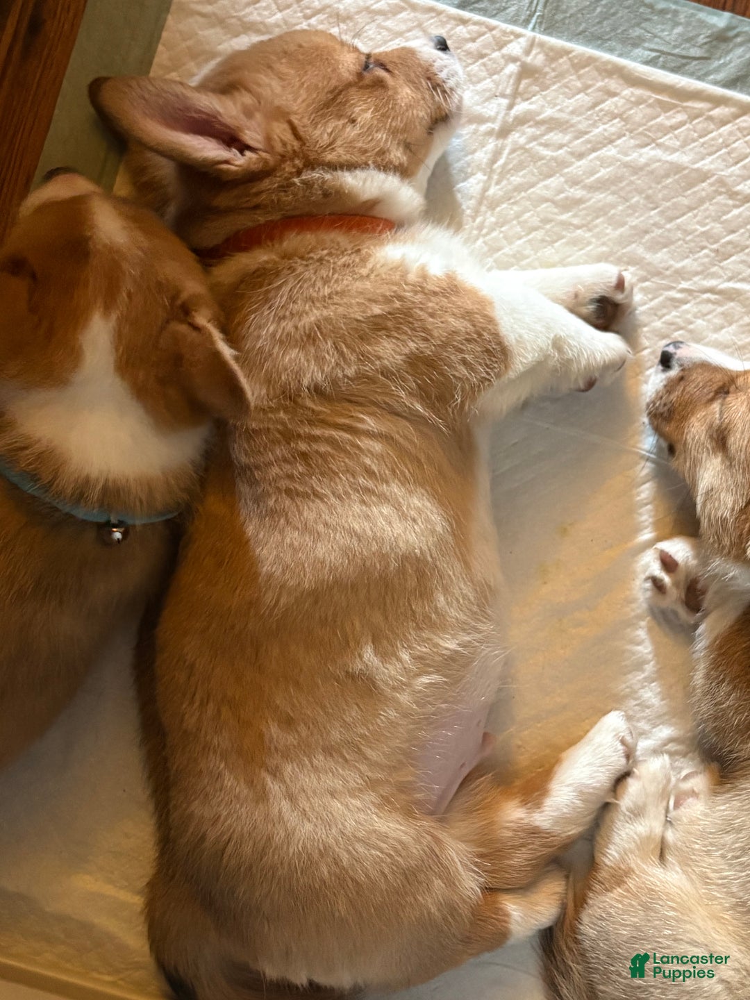 Welsh Corgi Pembroke dogs for sale: Welsh Corgi Pembroke Puppy 1 - Ad 3