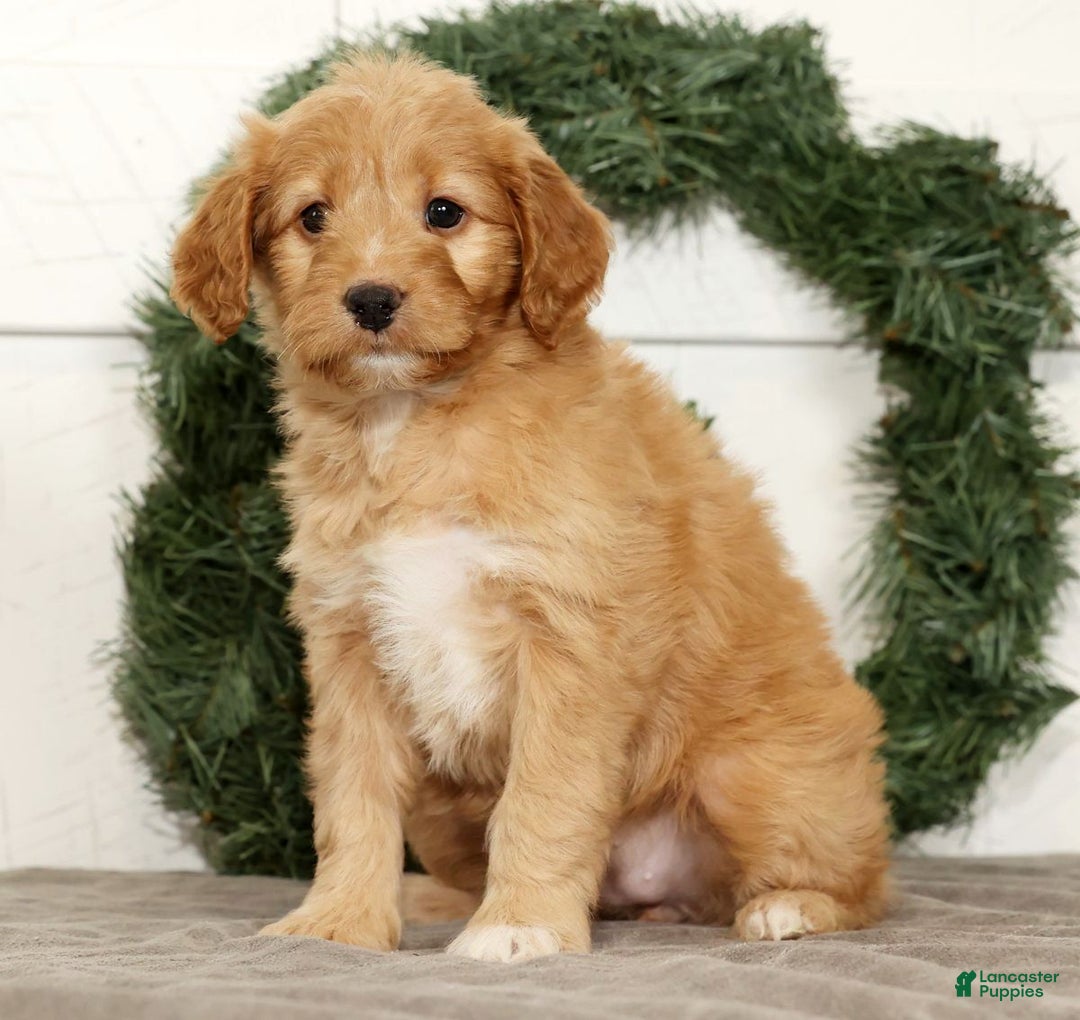 Mini Goldendoodle dogs for sale: Emmy - Ad 4