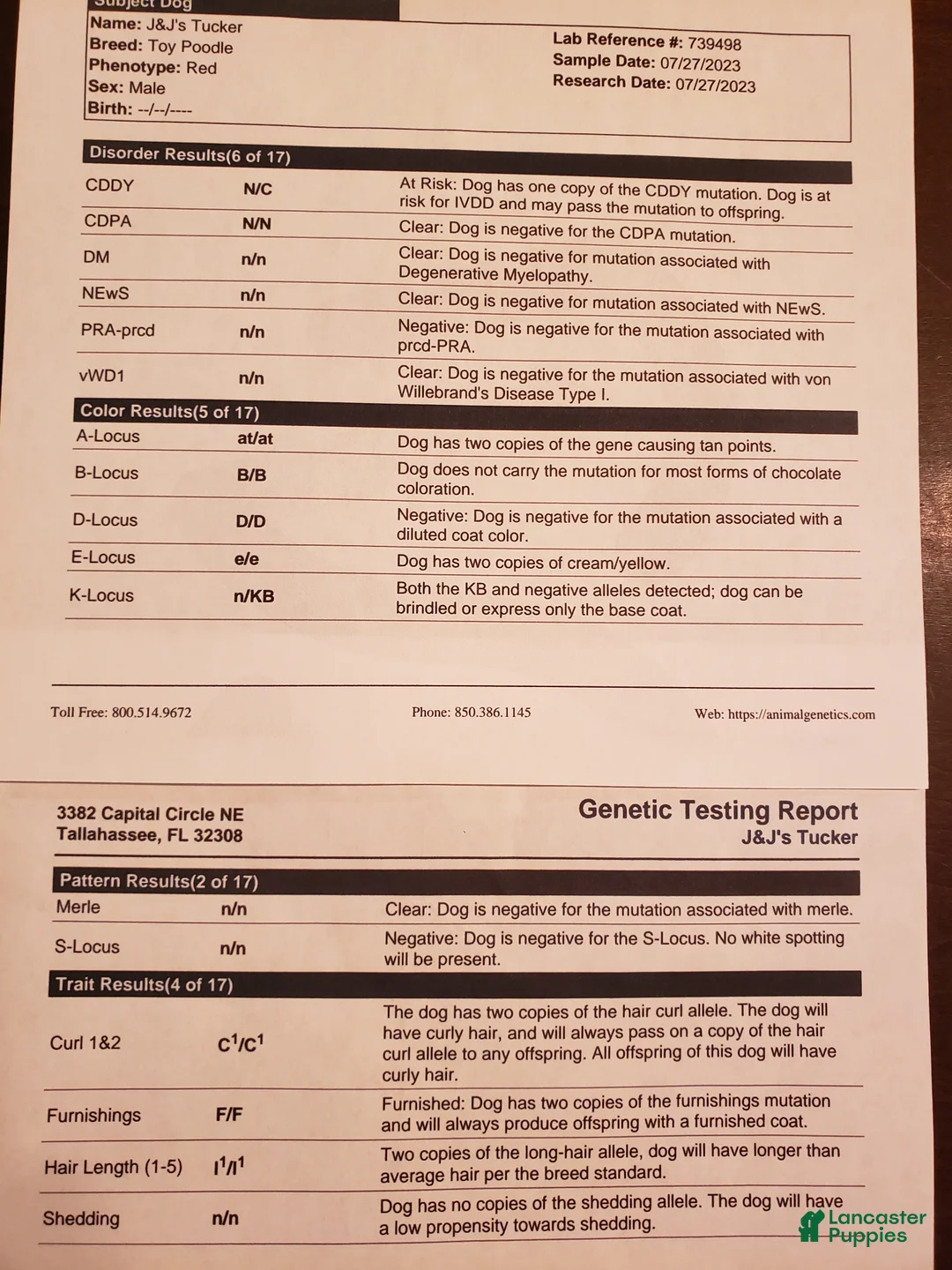 Toy Poodle dogs for stud: Tucker - Ad 1