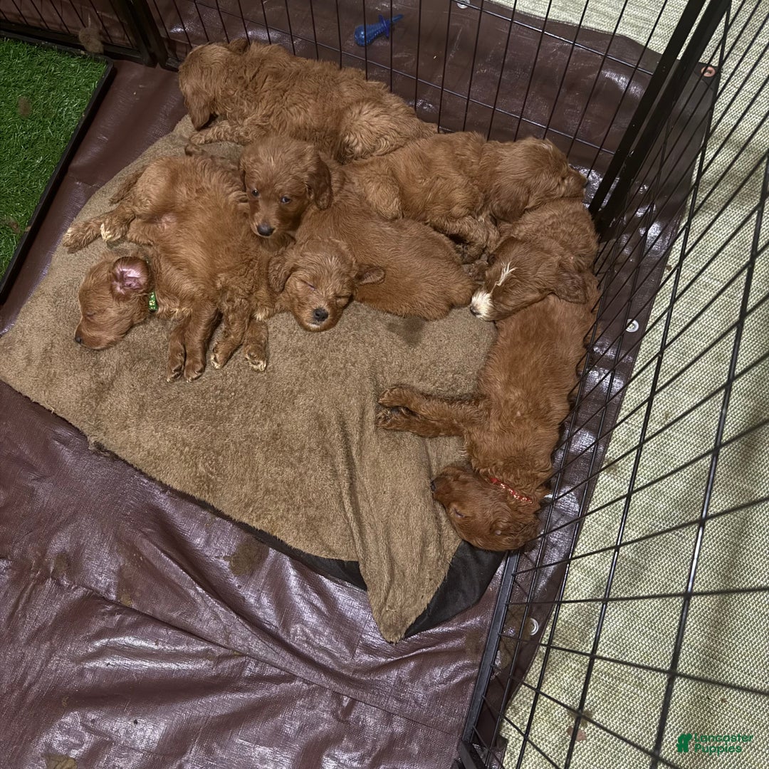 Goldendoodle dogs for sale: Pongo - Ad 3