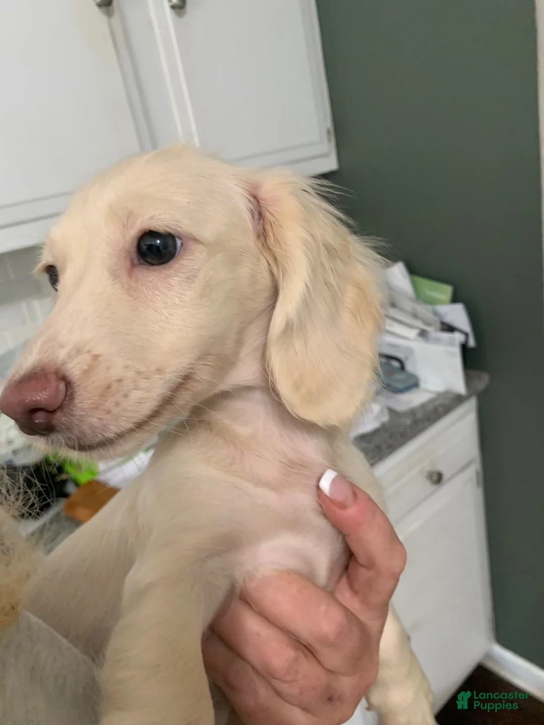 Miniature Dachshund dogs for sale: Miniature Dachshund 1 - Ad 2