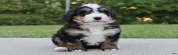 Mini Bernedoodle dogs for sale: Abby  - Ad 3