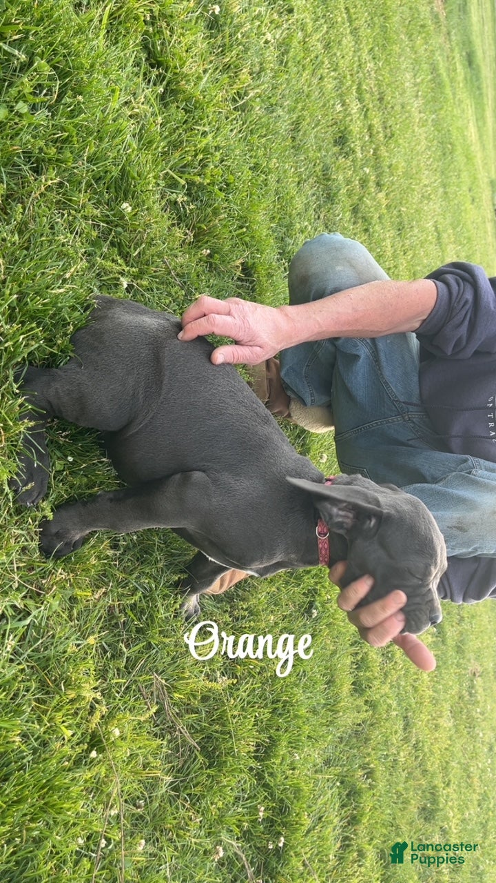 Cane Corso dogs Cane Corso Puppy 6 - Orange Girl - Ad 2