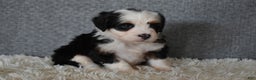 Mini Bernedoodle dogs for sale: Mindy - Ad 5