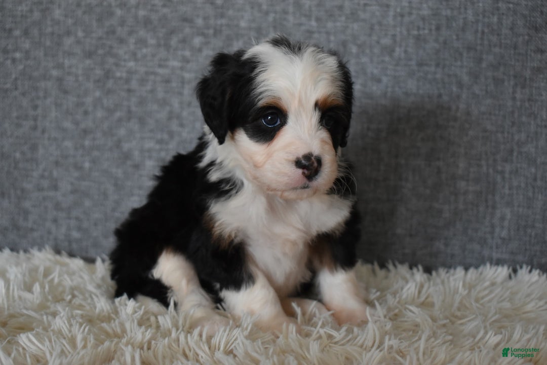 Mini Bernedoodle dogs for sale: Mindy - Ad 5