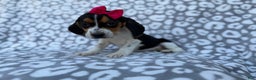 Beagle dogs for sale: Velma - Ad 7