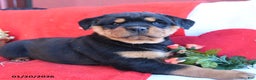 Rottweiler dogs for sale: Roxy - Ad 4