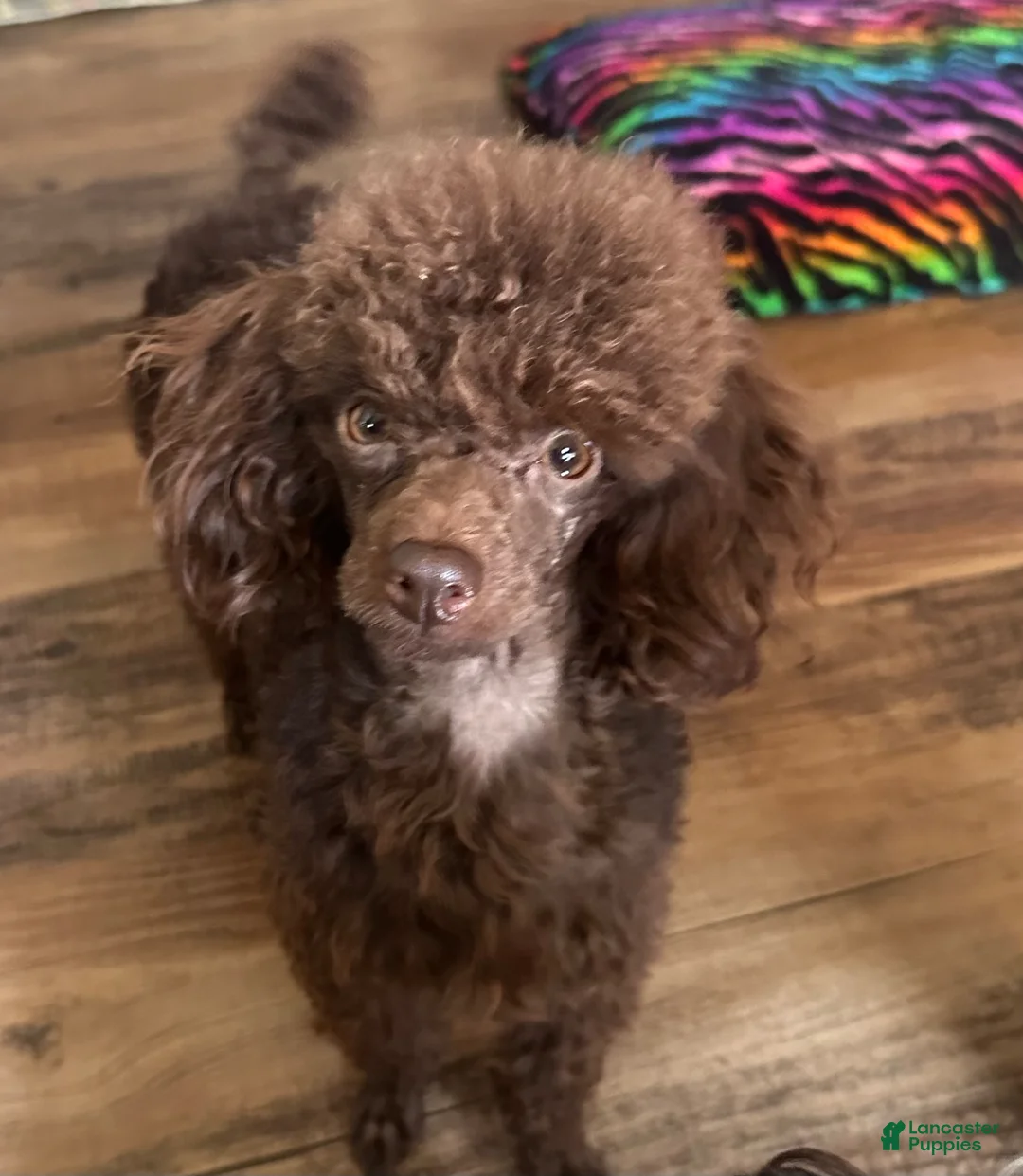 Miniature Poodle dogs for sale: Nutella - Ad 5