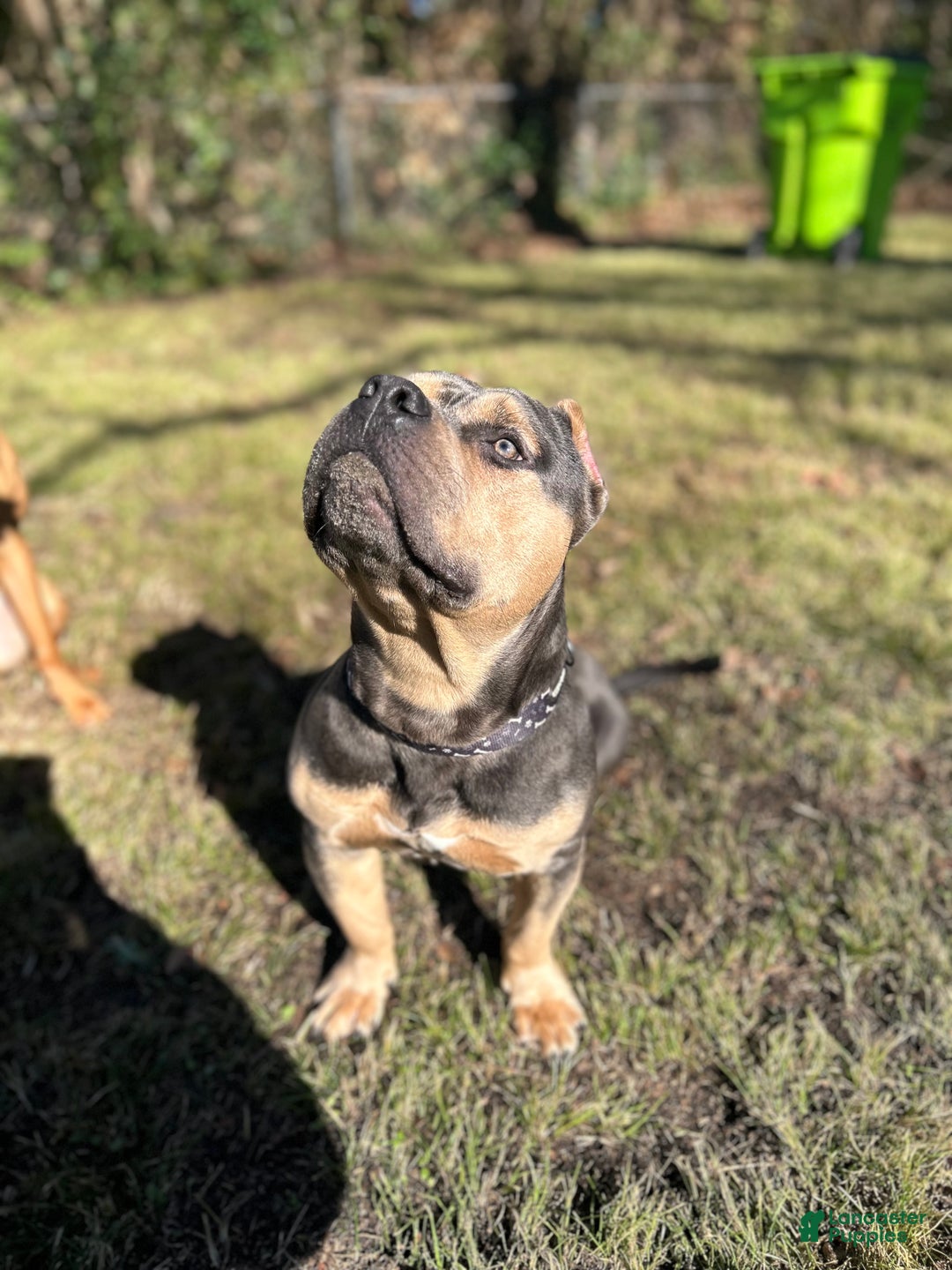 American Bully dogs for stud: Deebo - Ad 2