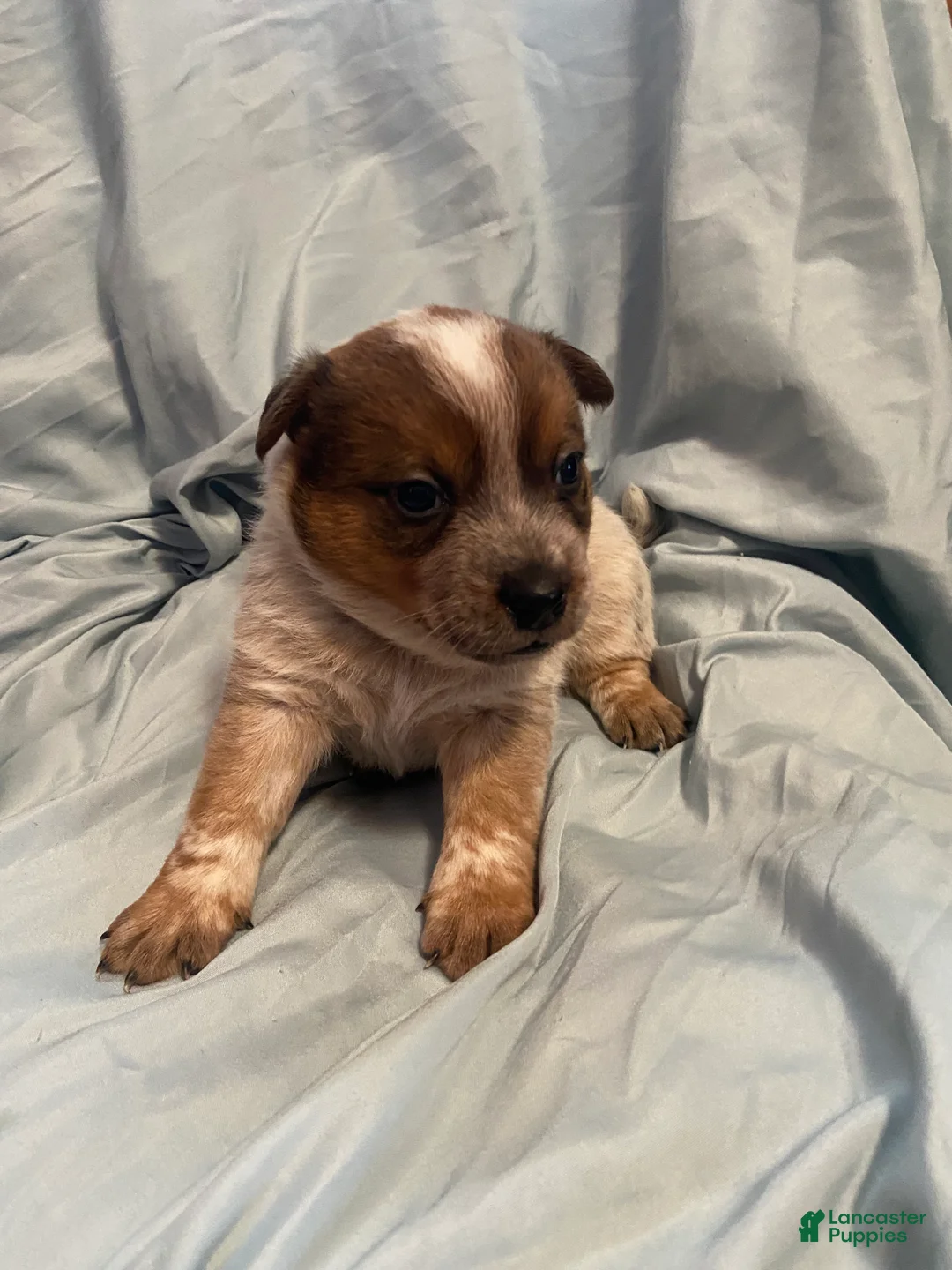 Australian Cattle Dog dogs for sale: Australian Cattle Dog Puppy 4 - Ad 2