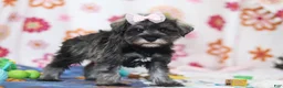 Miniature Schnauzer dogs for sale: Quincy - Ad 4