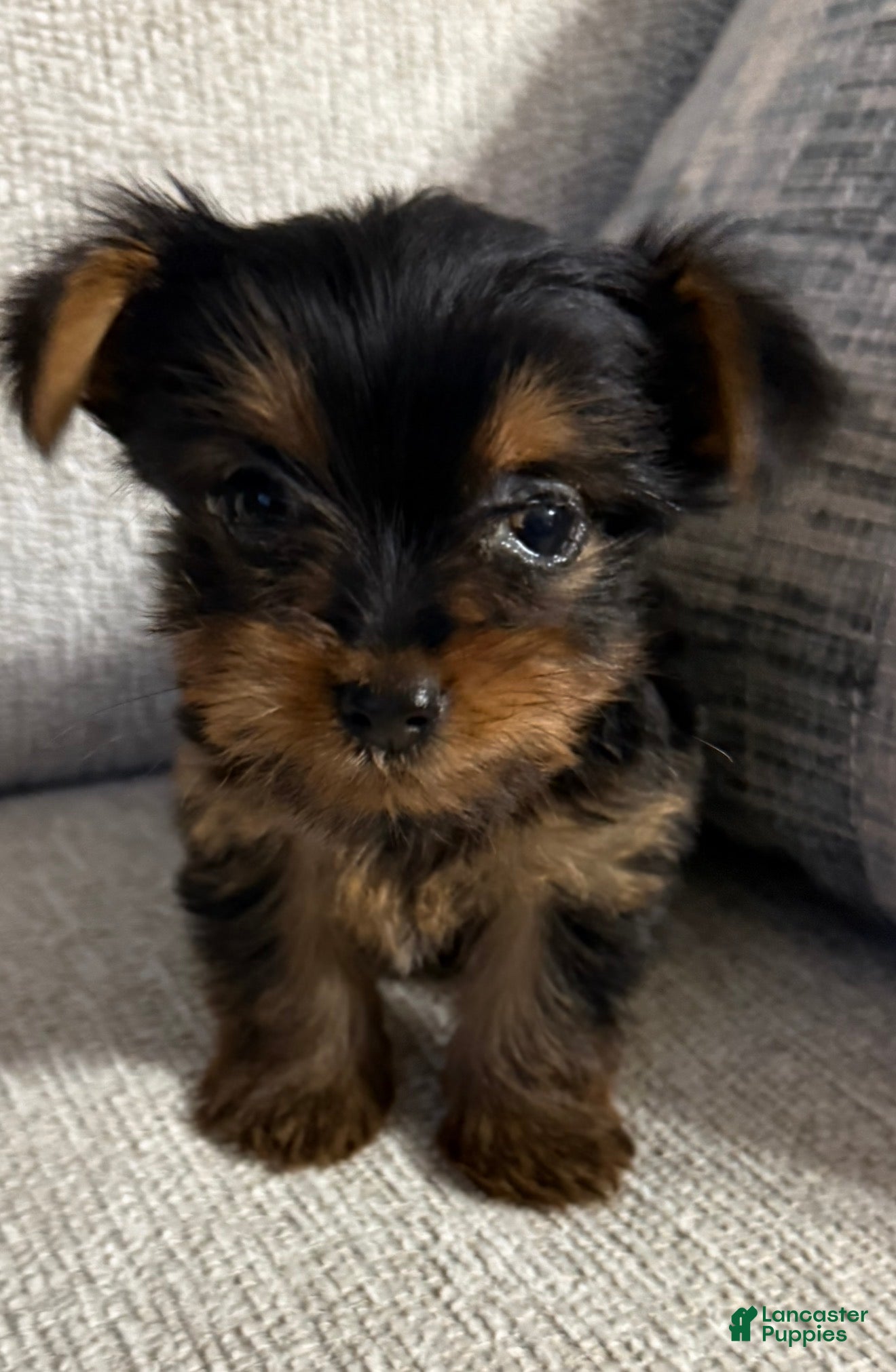 Yorkshire Terrier dogs Mini Sasha - Ad 2