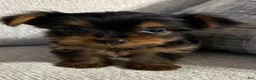 Yorkshire Terrier dogs for sale: Mini Sasha - Ad 2